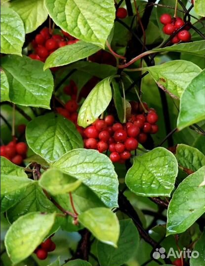 Лимонник китайский саженецы