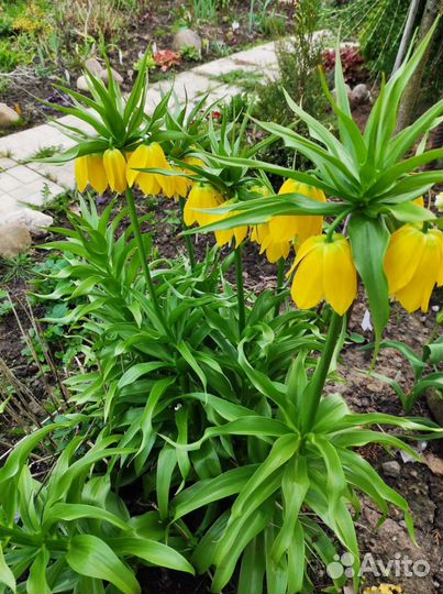 Рябчик императорский Lutea