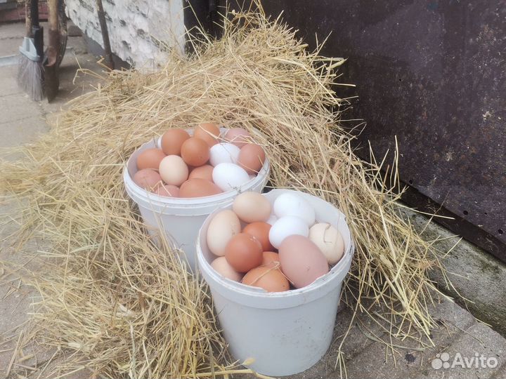 Домаш. куриные яйца