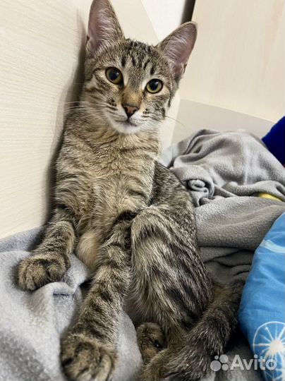 Кошка