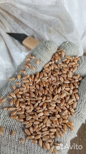 Пшеница в мешках