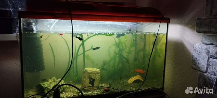 Аквариум с рыбками бу