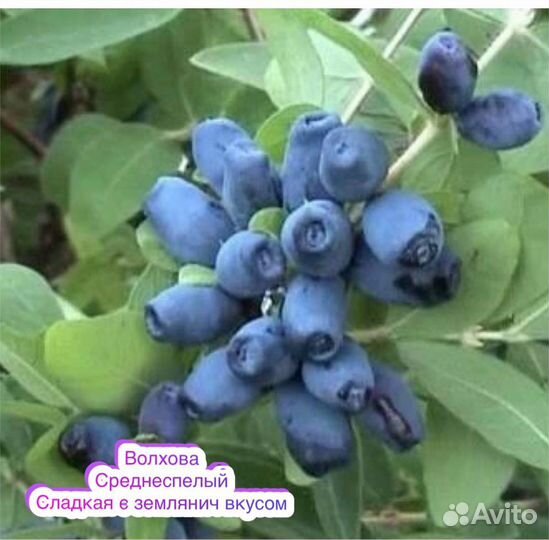 Жимолость Бакчарский великан