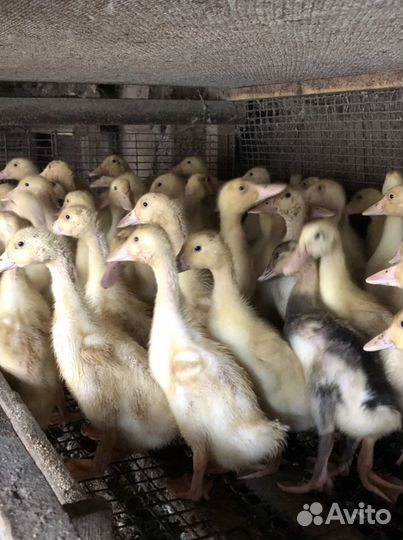 Утята муларды, гуси