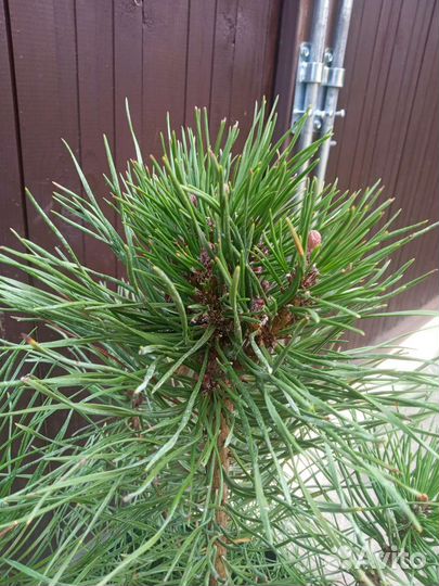 Сосна горная Муго, Пумилио, сосна крымская, черная