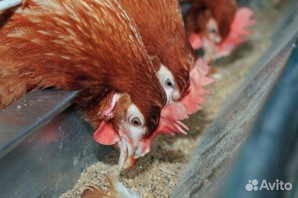Куры несушки с доставкой