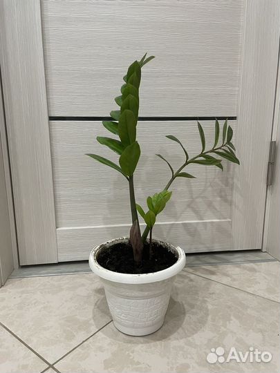 Замиокулькас