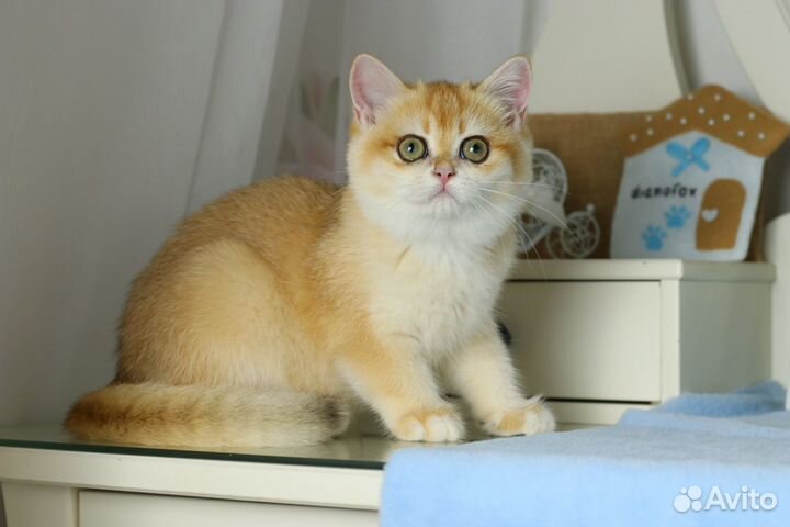 Золотая шиншилла