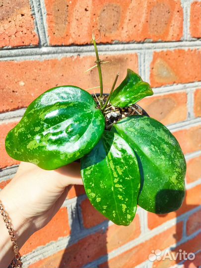 Хойи сортовые редкие