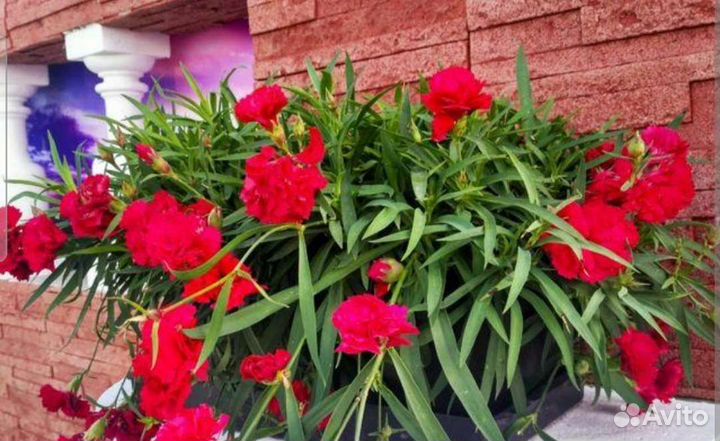 Гвоздика ампельная и кустовая