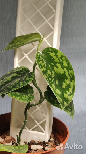 Сциндапсус \ Эпипремнум