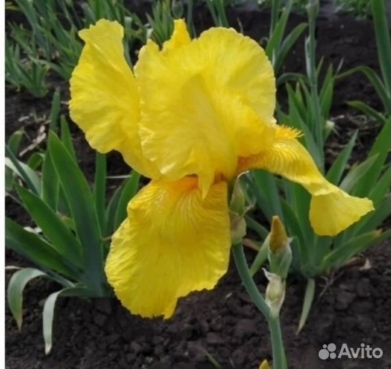 Ирисы бородатые