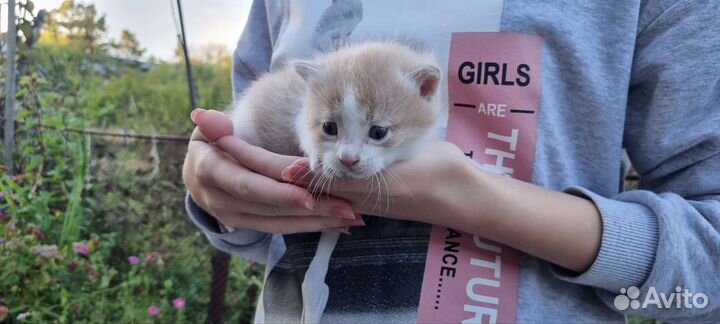Отдам котёнка