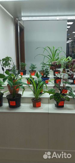 Стрептокарпусы,Эписция,Бегония,фиалки