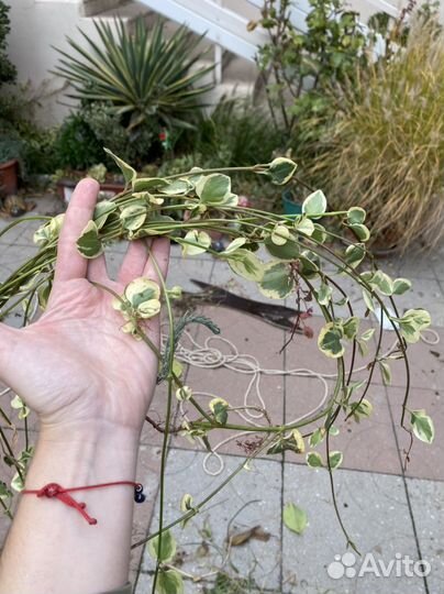 Отроски уличных растений барвинок очиток