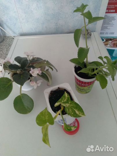 Сциндапсус