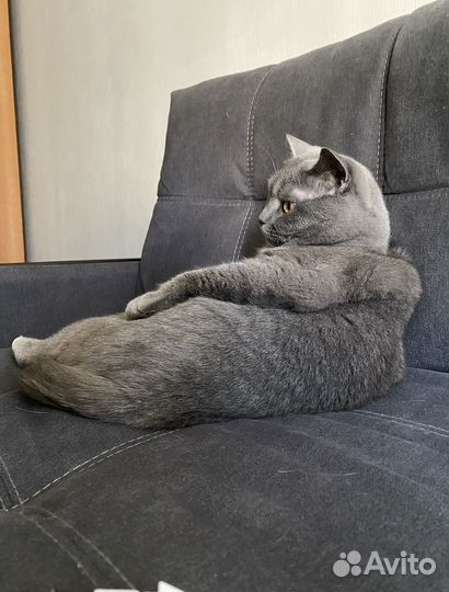 Британский котик