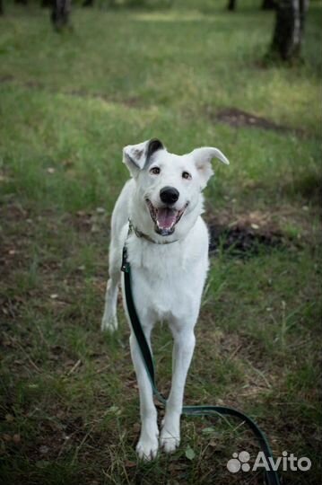 Молодой ласковый пес ищет дом