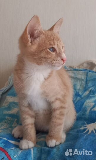 Котята в добрые руки даром