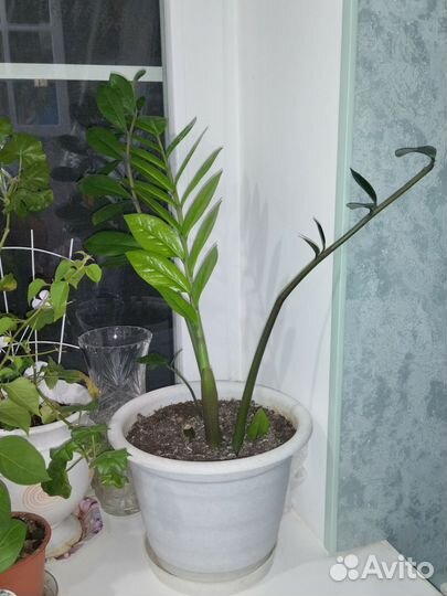 Замиокулькас