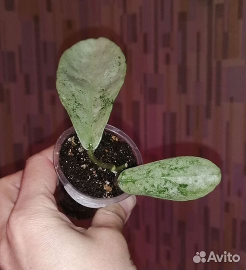 Хойи сортовые