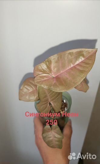 Сингониумы сортовые