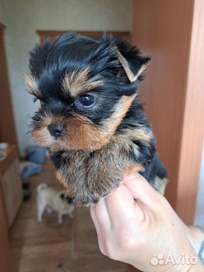Йоркширский терьер щенок мальчик