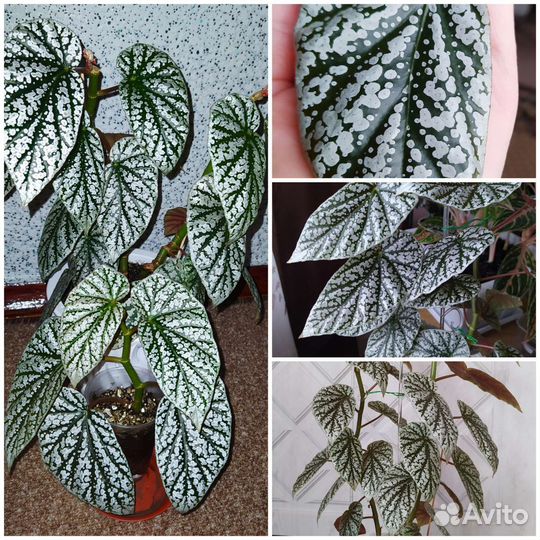 Бегония Сноу капп