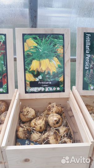 Рябчик императорский