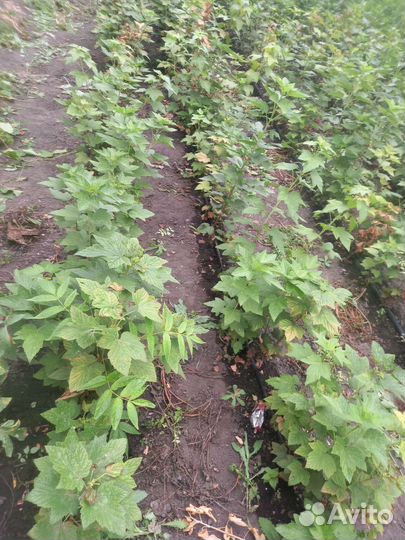 Саженцы черной смородины