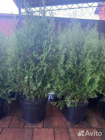 Туя колоновидная