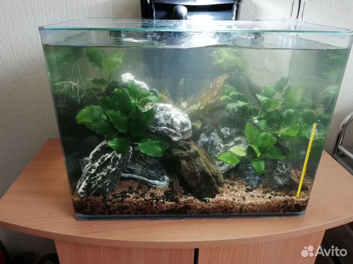 Аквариум. Обслуживание, чистка, оформление