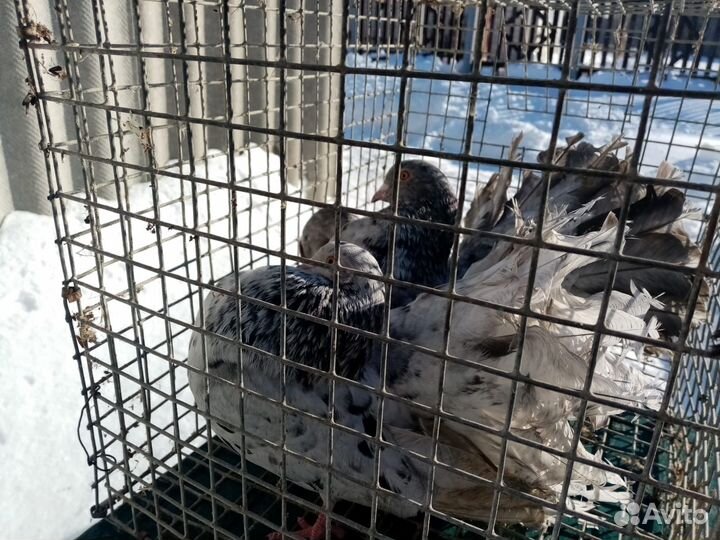 Голуби павлины