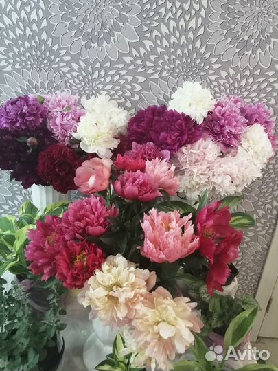 Сортовые пионы