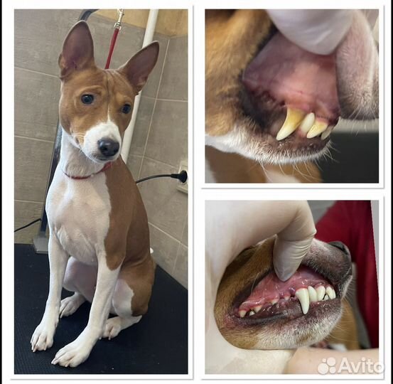 Ультразвуковая чистка зубов собакам без наркоза