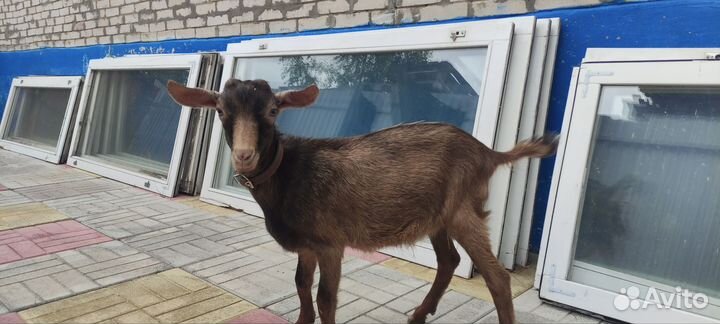 Чешский козлик