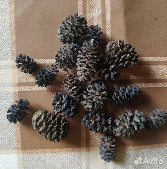 Ольховые шишки