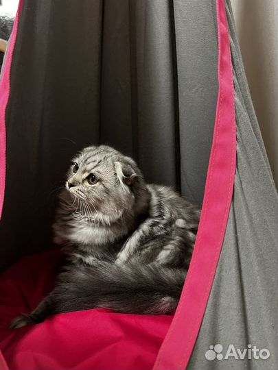 Шотладская кошка вислоухая