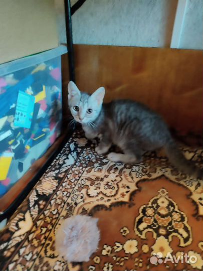 Котёнок девочка