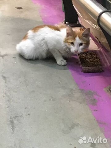 Котенок рыжик