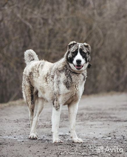 Алабай в дар