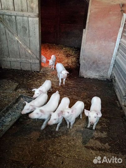 Поросята ландрас