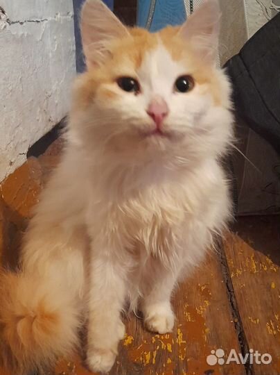 Коты в добрые руки бесплатно