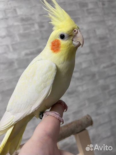 Окольцованная ручная корелла