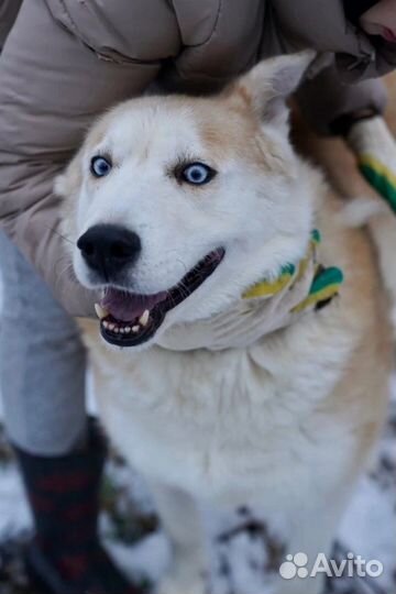 Собаке нужен дом
