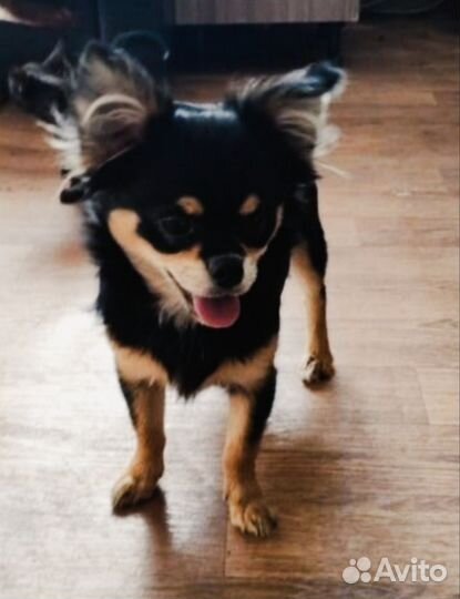 Маленькая собака чихуахуа