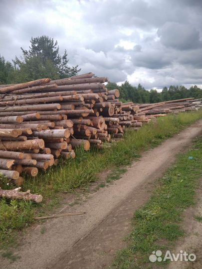 Лес кругляк