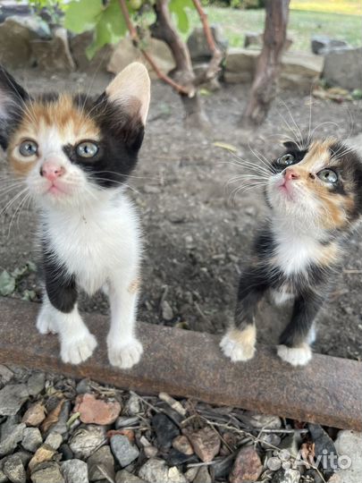 Котята в добрые руки даром