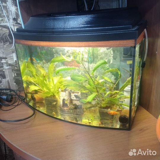 Аквариум