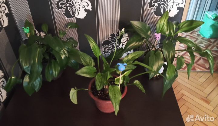 Дримиопсис пятнистый. каланхоэ декорашка